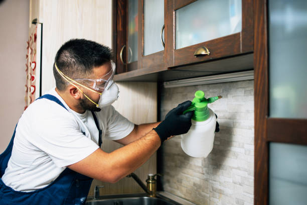 Best Flea Control Services  in Dumfries, VA