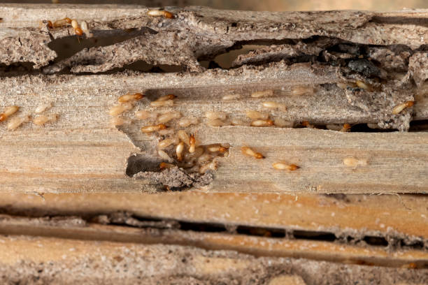 Best Pest Control Near Me  in Dumfries, VA